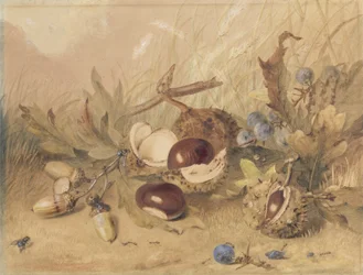 Still Life with Acorns and Horse Chestnuts